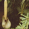 Corpse Flower