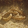 Intertwined Snakes