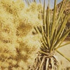 Silver Cholla & Mojave Yucca