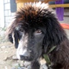 Tibetan Mastif
