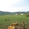 Mongolian Mastif