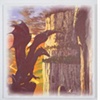Dragon Paintings