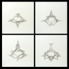 vertebrae