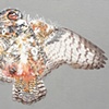 Great Horned Owl