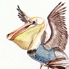 Pelican Roost