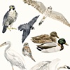 Species of the Gowanus Canal, Brooklyn (Birds)