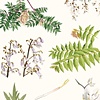 Species of the Gowanus Canal, Brooklyn (Plant Life)