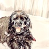 Toby