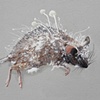Field Mouse