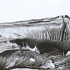 Landscape With Animal Presence

copyright Othmar Tobisch