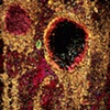 Abstract Photomicrograph Series, 1973-1976