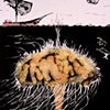 Monotypes, 2000-2009