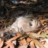 Doll In The Woods 2, Portugal