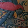 lucky sparrow