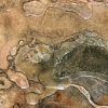 Minisculo Aquatica
