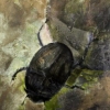 Dung Beetle