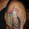 owl