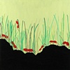 Grass ants