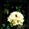 Flowers* Plants