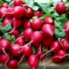 RED Radishes
