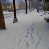 Snow |Footprints