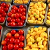 RED & YELLOW tiny Tomatoes