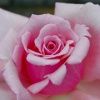 Rose | blush-n-bashful 