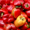 RED Peppers [horizontal]