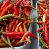 HOT Peppers [2 bushells]