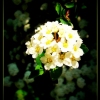 White Flower [Lomo]