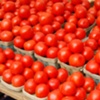 RED Tomatoes [$3.00]