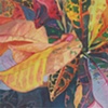 Crotons