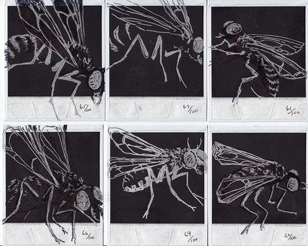 Drawings H�O�F -->  61-66