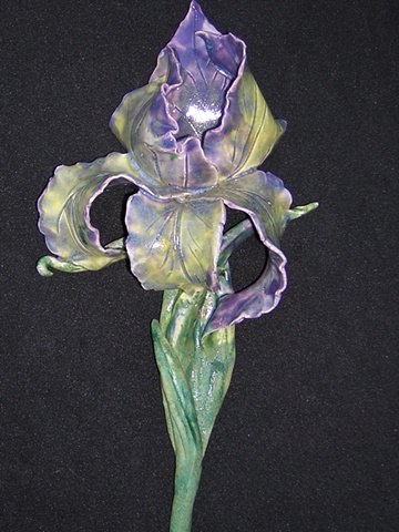 Purple and Yellow Iris