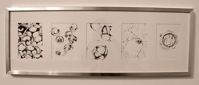 comparative embryonic development