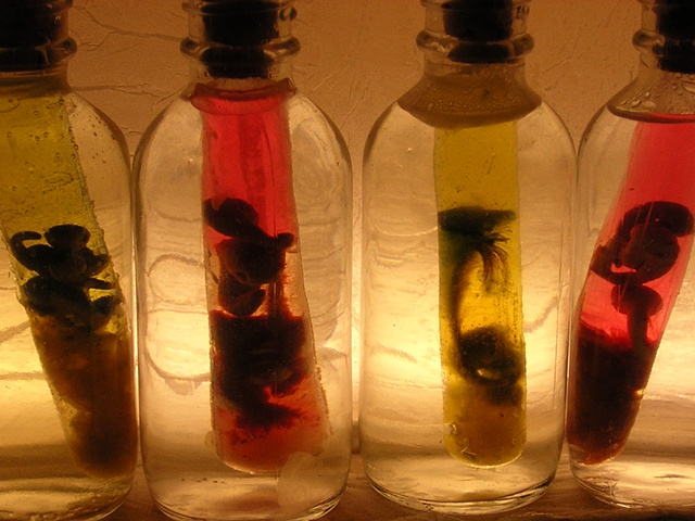 Nightmares in Comparative Embryonic Development