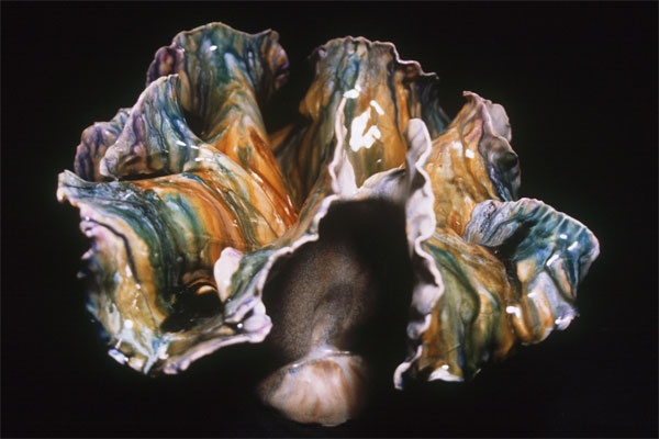 Rainbow Lotus