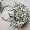 seed Series Devil's claw #2 (another view)