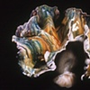 Rainbow Lotus with a stone exterior