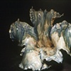 Mother Of Pearl Conch
