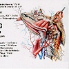 Art Biologic