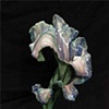 Pink Lilly Vase