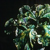 Green flowing mantel peice