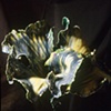 Springtime Large Iris