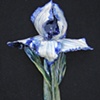 White and Blue Iris