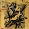 Northwestern Birds
