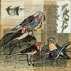 Rock Birds