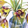 Complementary Tulips