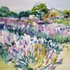 Lavender fields, forever