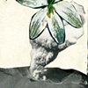 Desert Boom Flyer